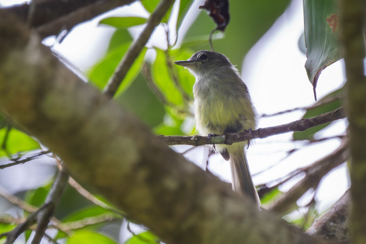 Yellow-winged Flatbill - ML645574237