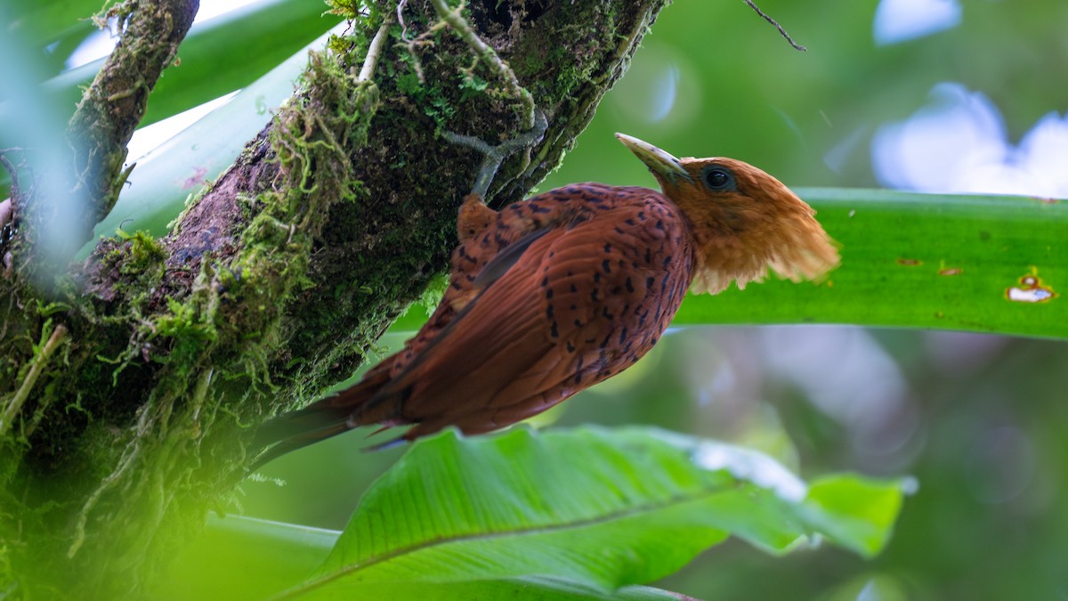 Kestane Renkli Ağaçkakan - ML645574246