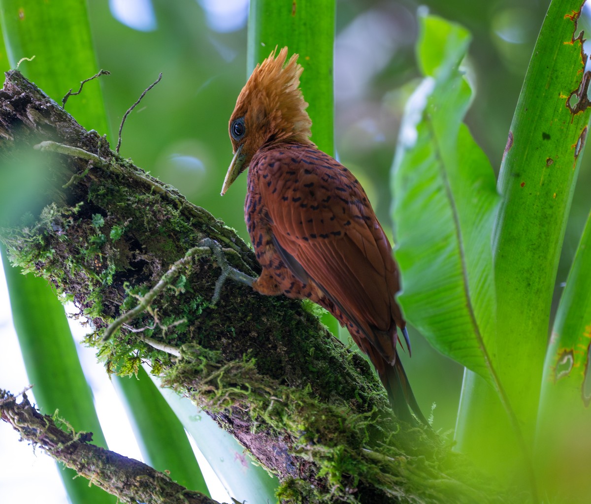 Kestane Renkli Ağaçkakan - ML645574247