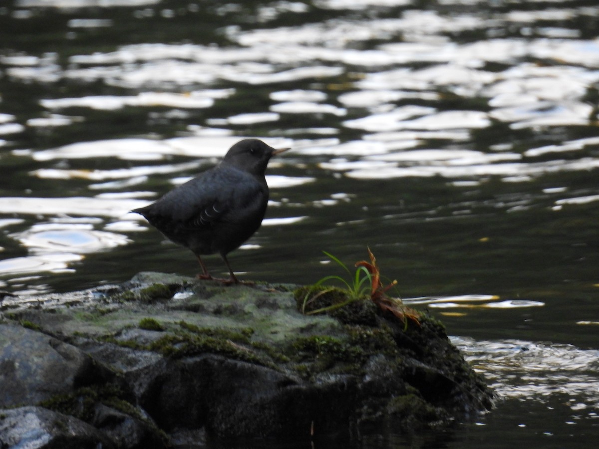 Ur-zozo iparramerikarra - ML645574252