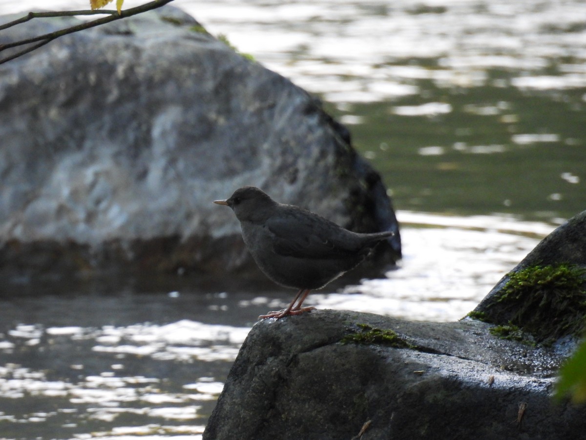 Ur-zozo iparramerikarra - ML645574254