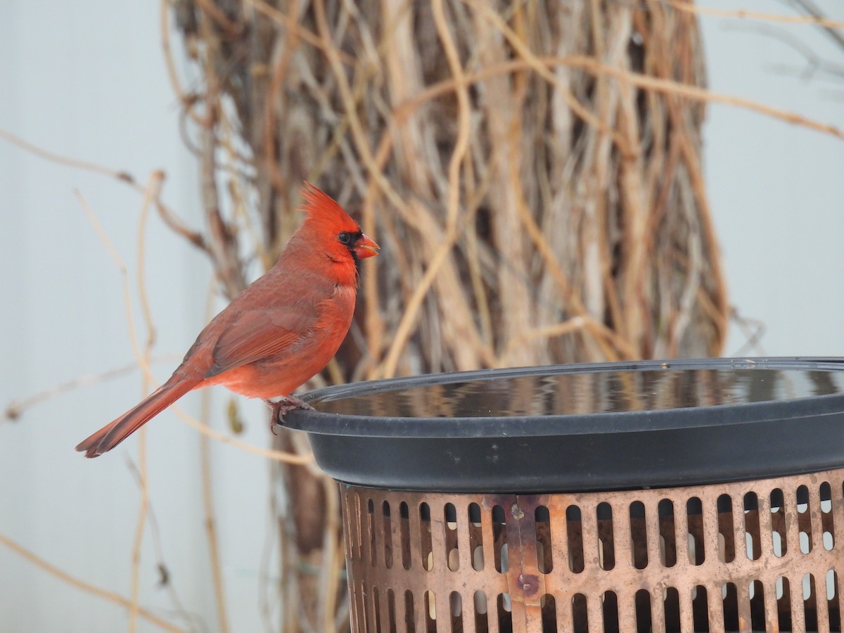 Красный кардинал - ML645574260