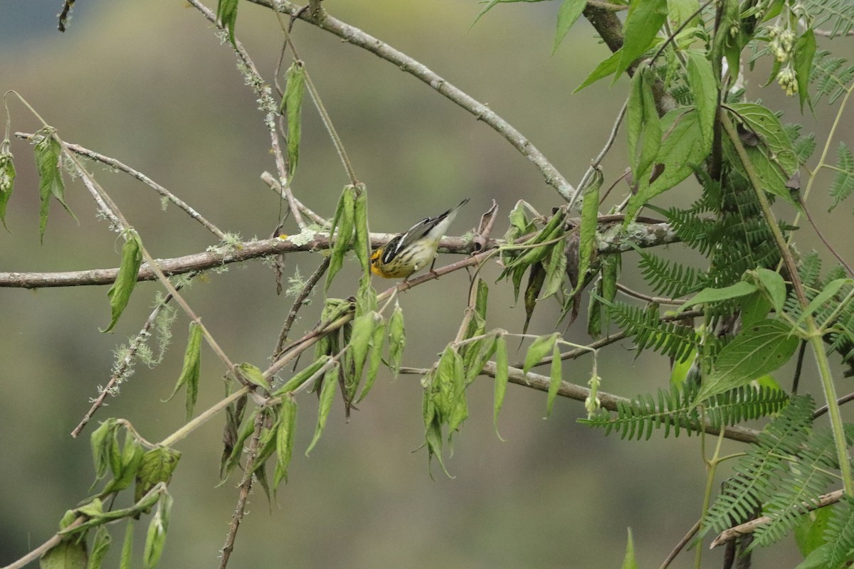 Blackburnian Warbler - ML645574264