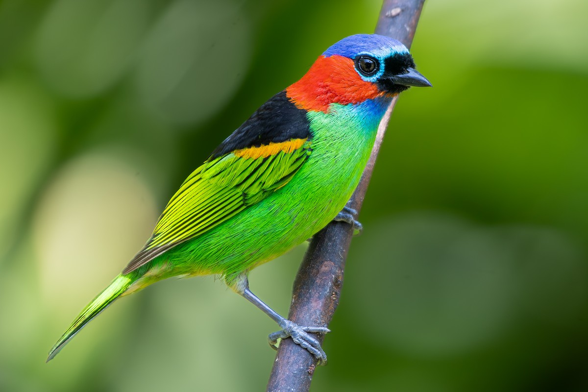 Red-necked Tanager - ML645574279