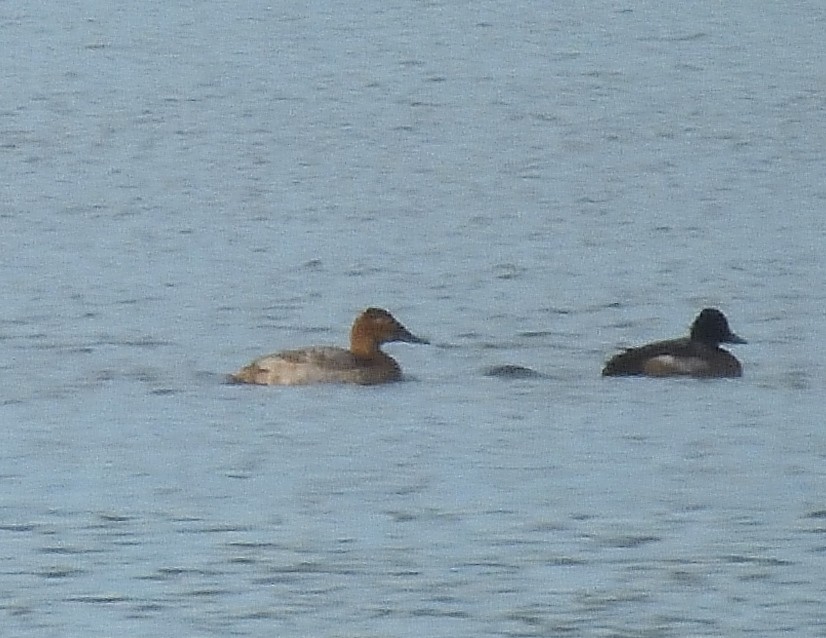 Murgilari bizkarzuria - ML645574300