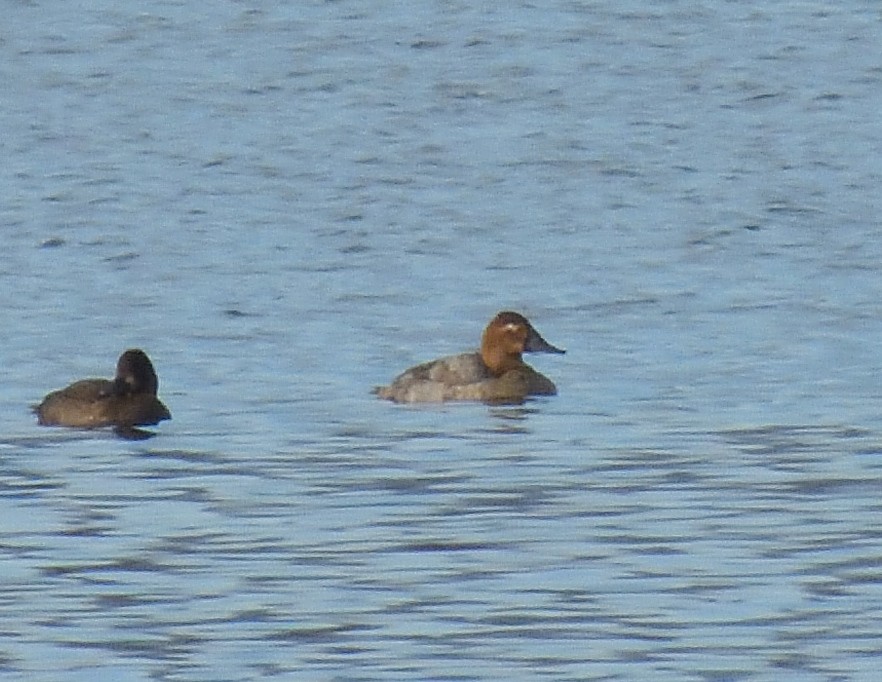 Murgilari bizkarzuria - ML645574301