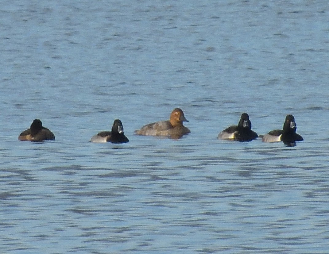 Murgilari bizkarzuria - ML645574302