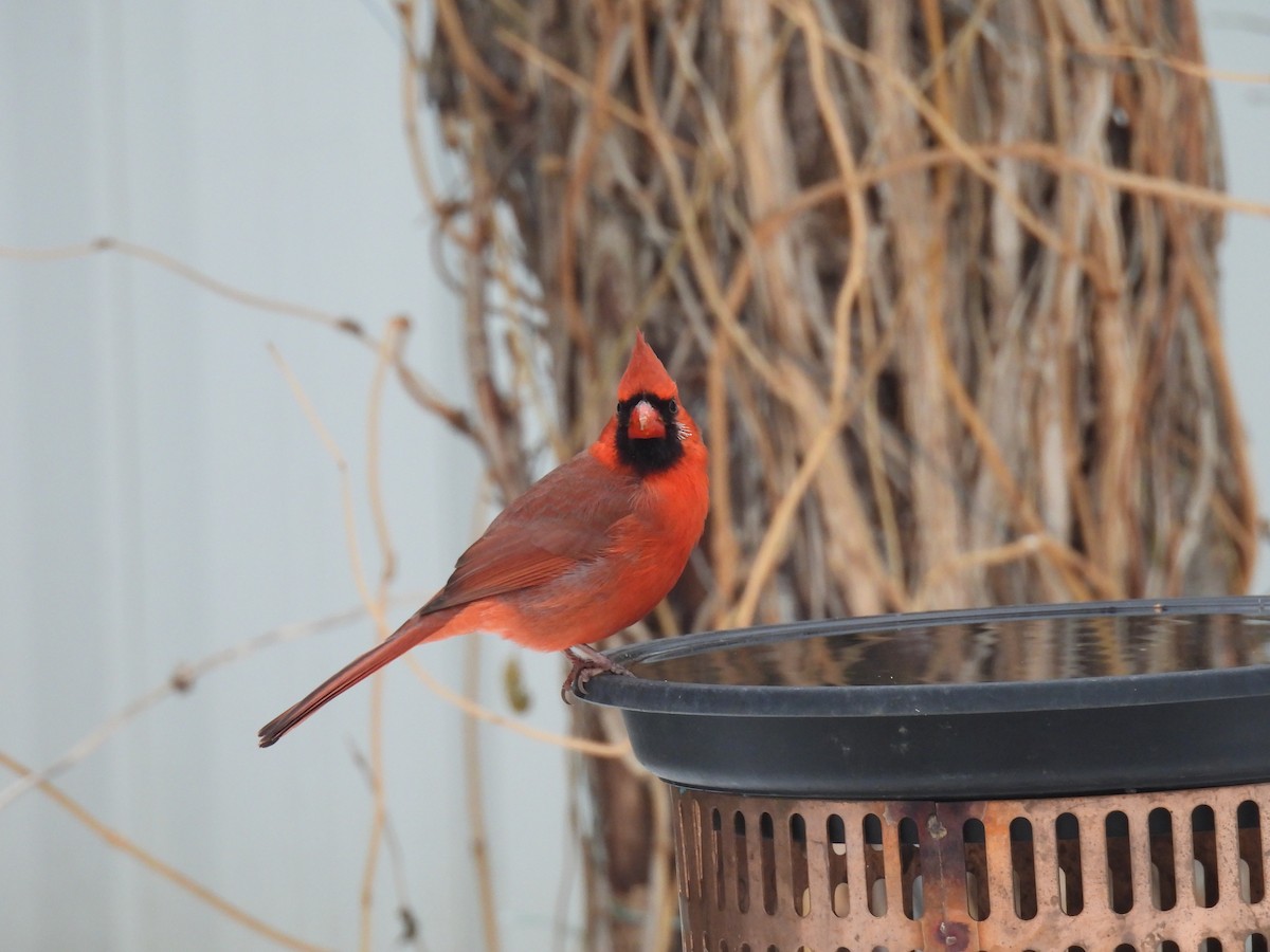 Красный кардинал - ML645574305