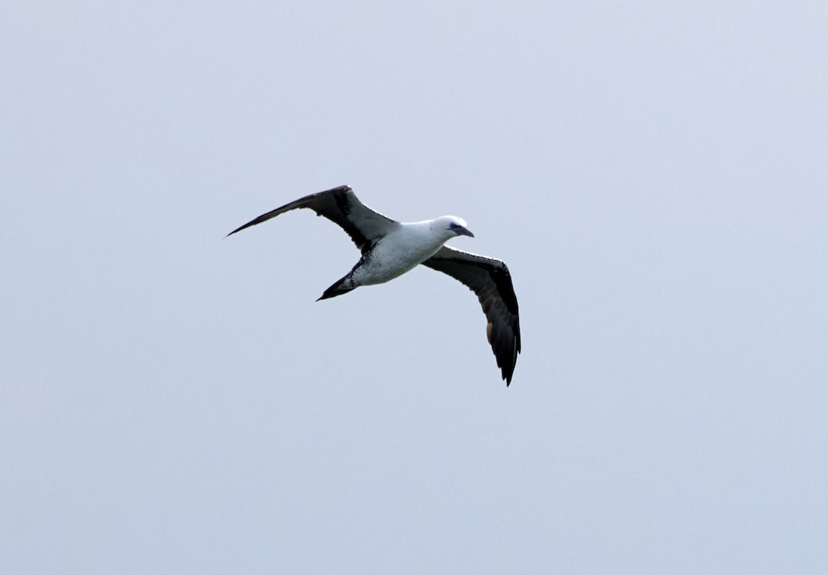 Northern Gannet - ML645574306