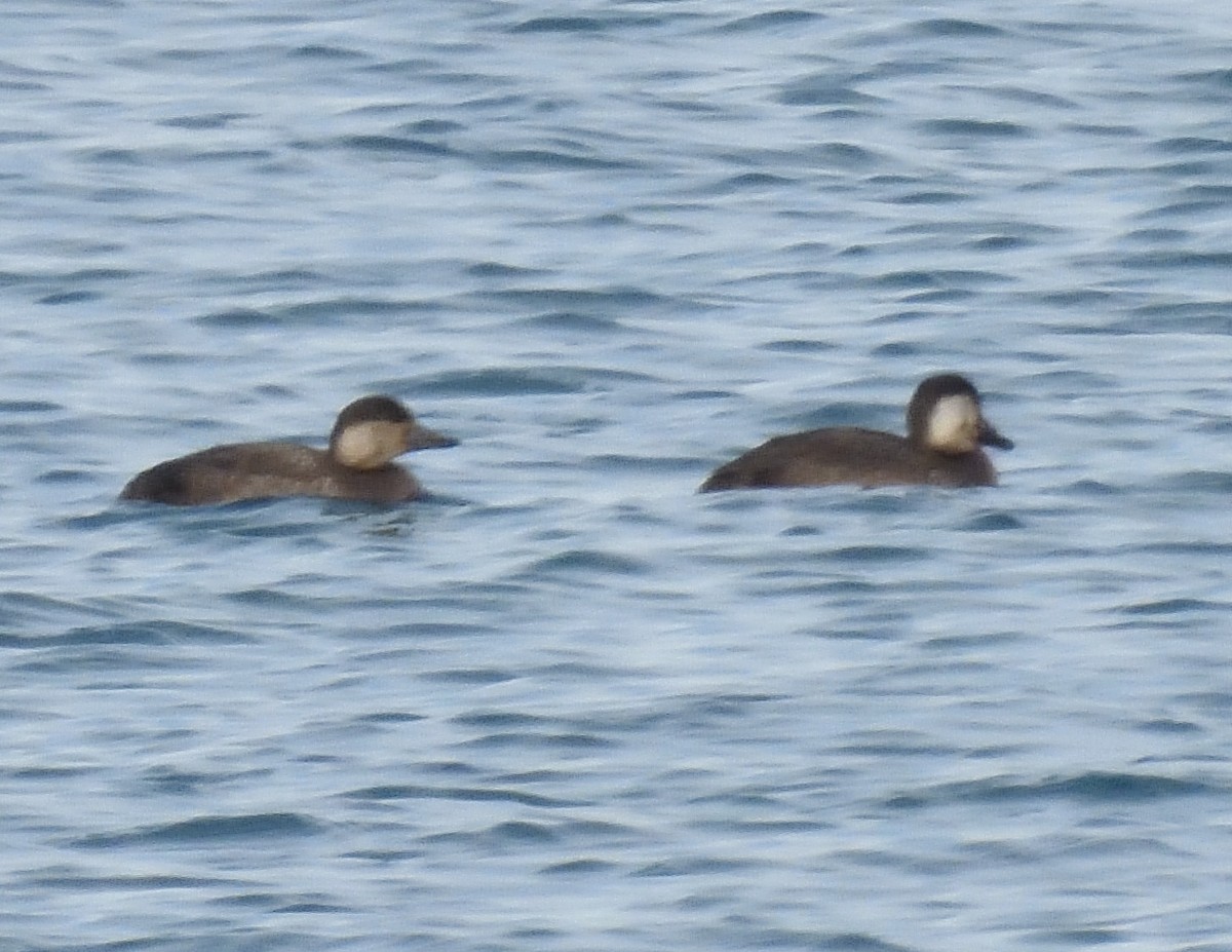 amerikasvartand - ML645574313