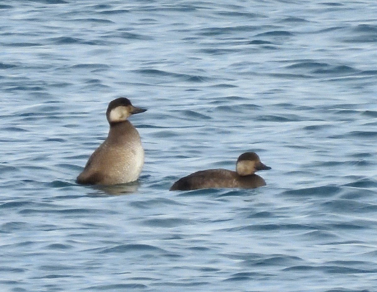 amerikasvartand - ML645574314