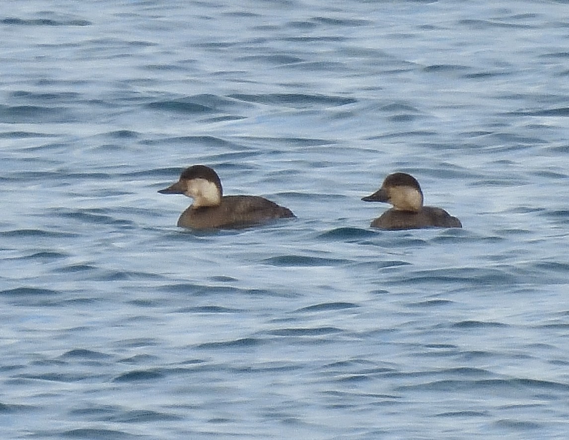 amerikasvartand - ML645574315