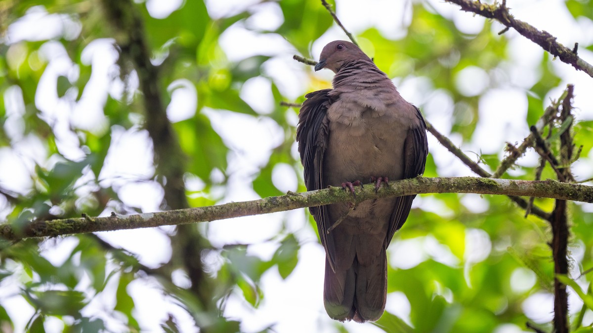 コバシバト - ML645574318