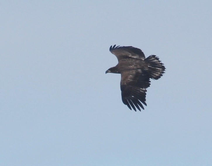 Pygargue à tête blanche - ML645574319