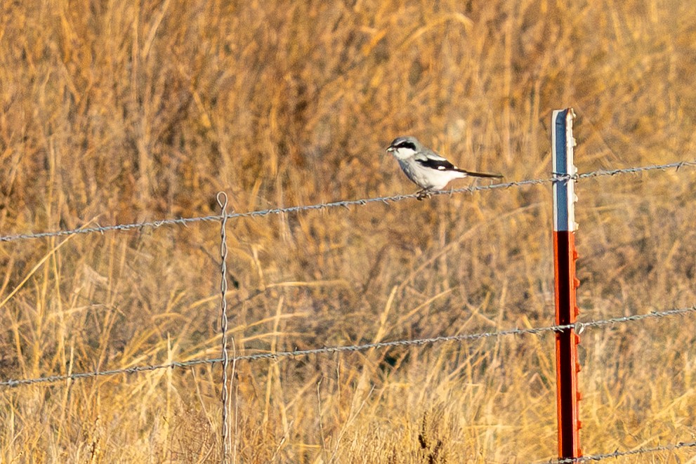 Loggerhead Shrike - ML645574320