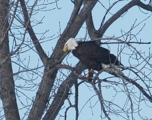 Pygargue à tête blanche - ML645574330