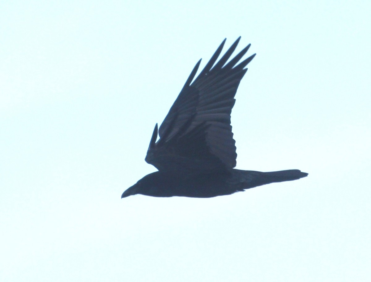 עורב שחור - ML645574334