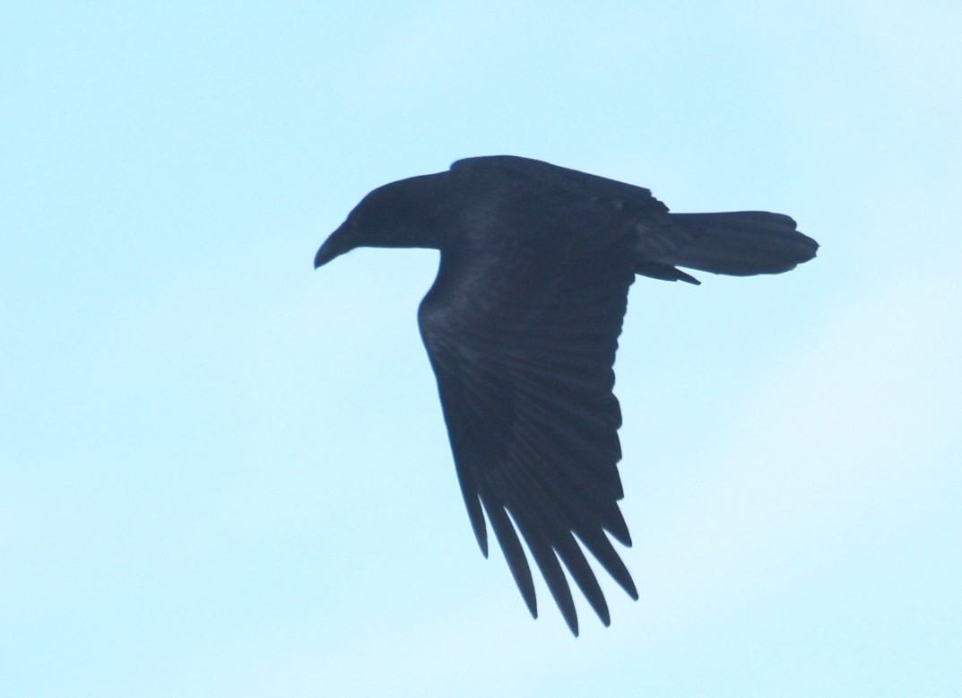 עורב שחור - ML645574337