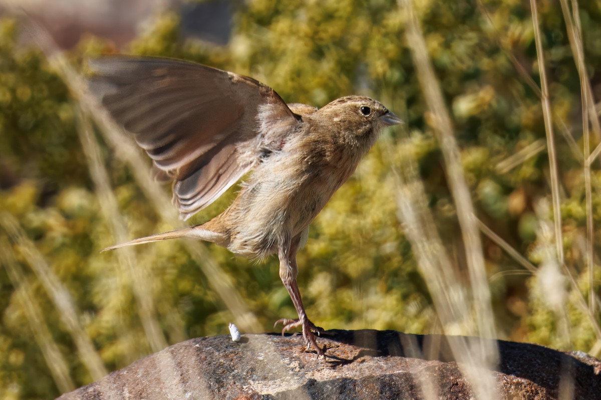 Lark-like Bunting - ML645574353