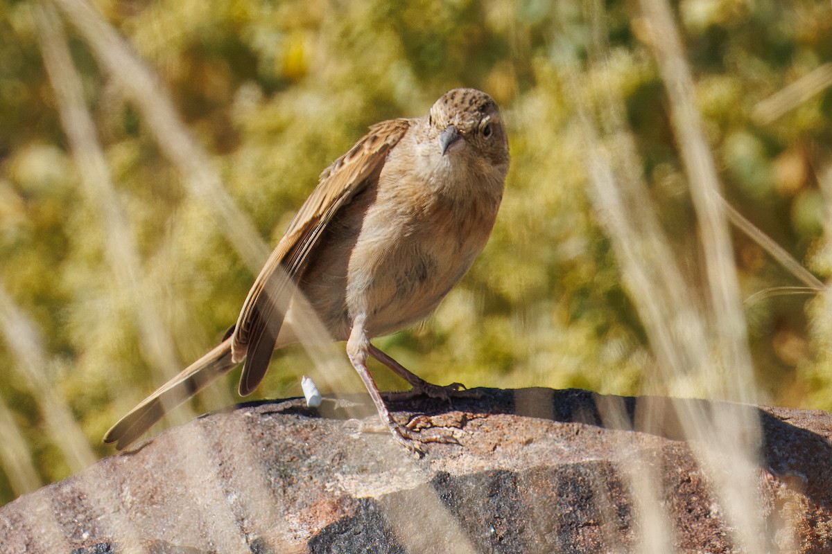 Lark-like Bunting - ML645574355