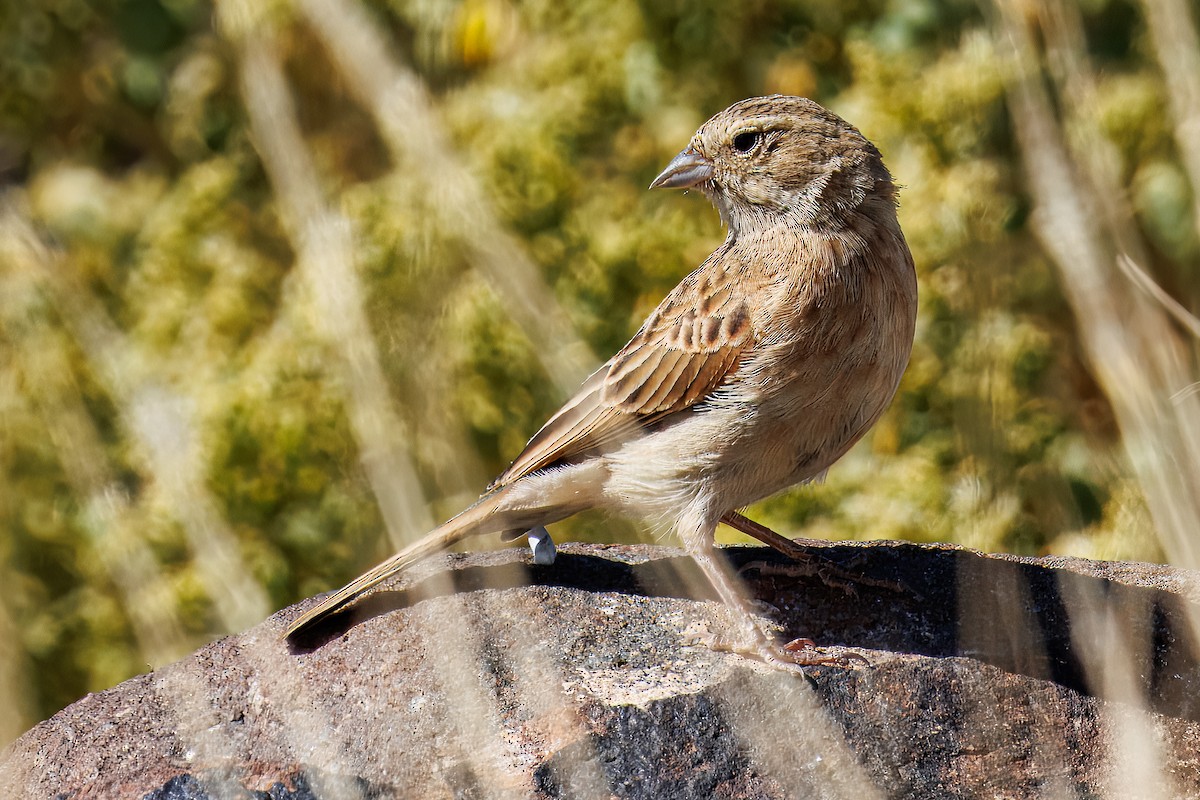 Lark-like Bunting - ML645574356