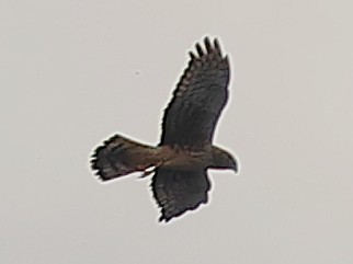 Mirotz zuri iparramerikarra - ML645574364