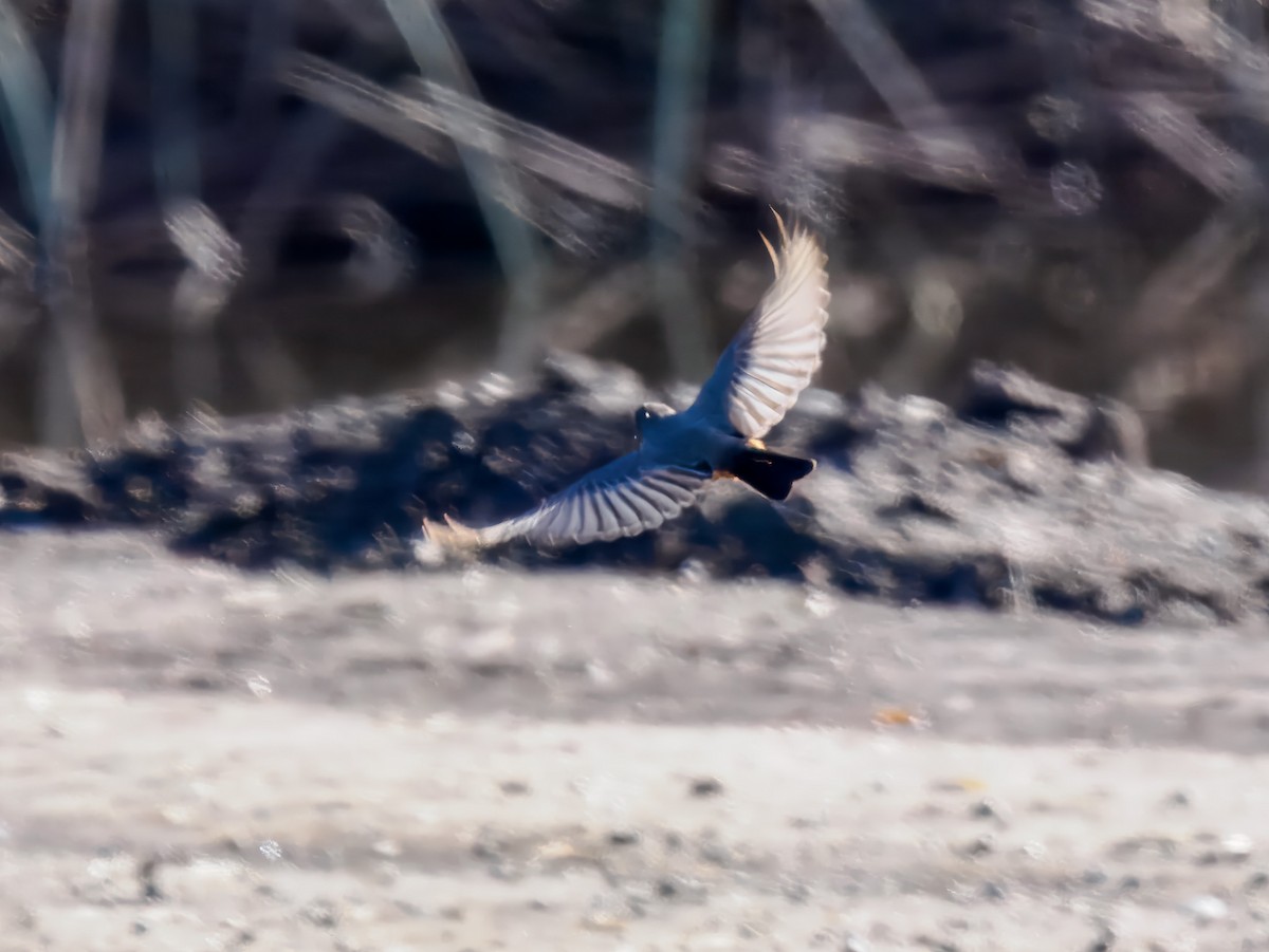 Say's Phoebe - ML645574369