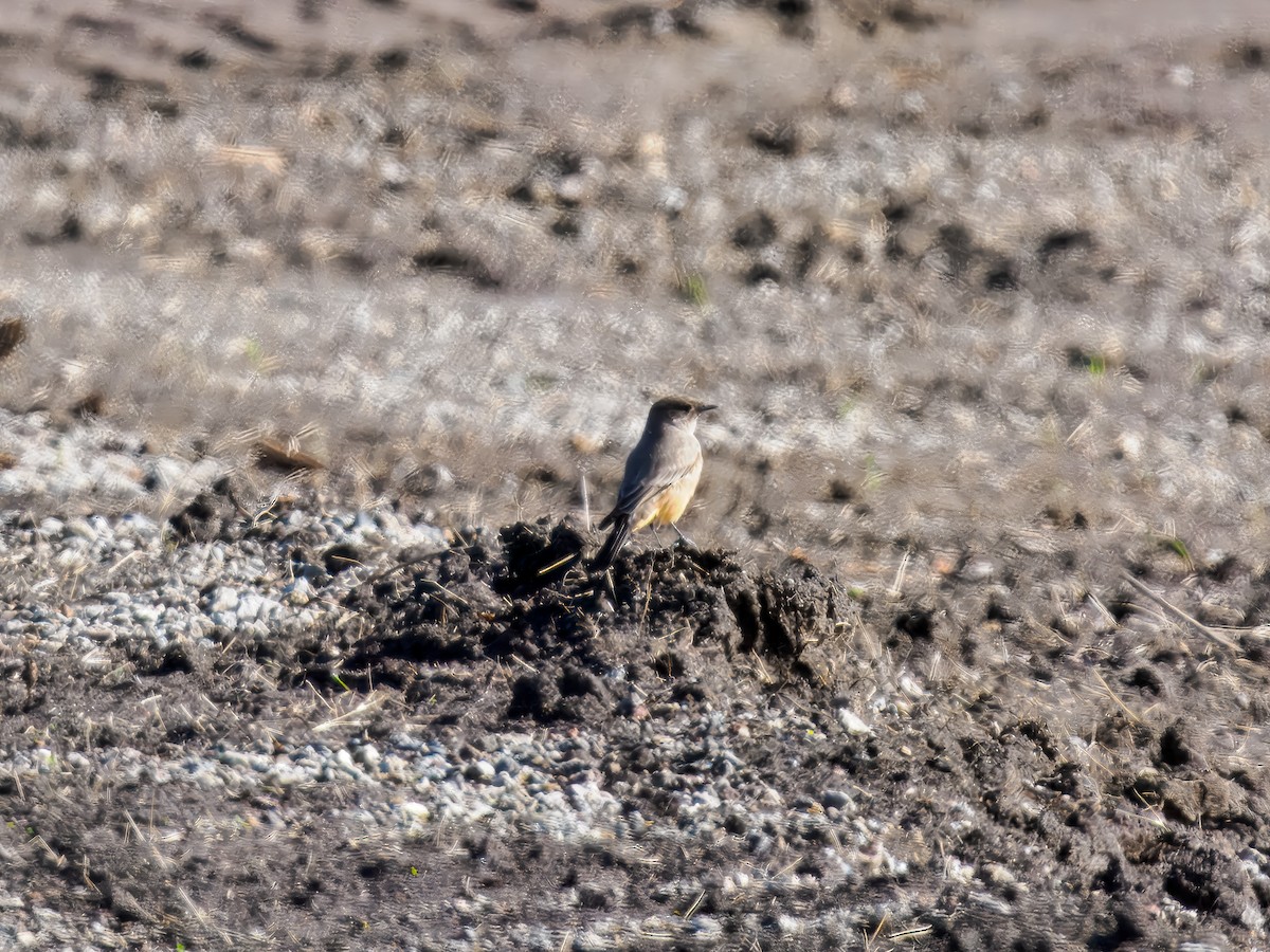 Say's Phoebe - ML645574370