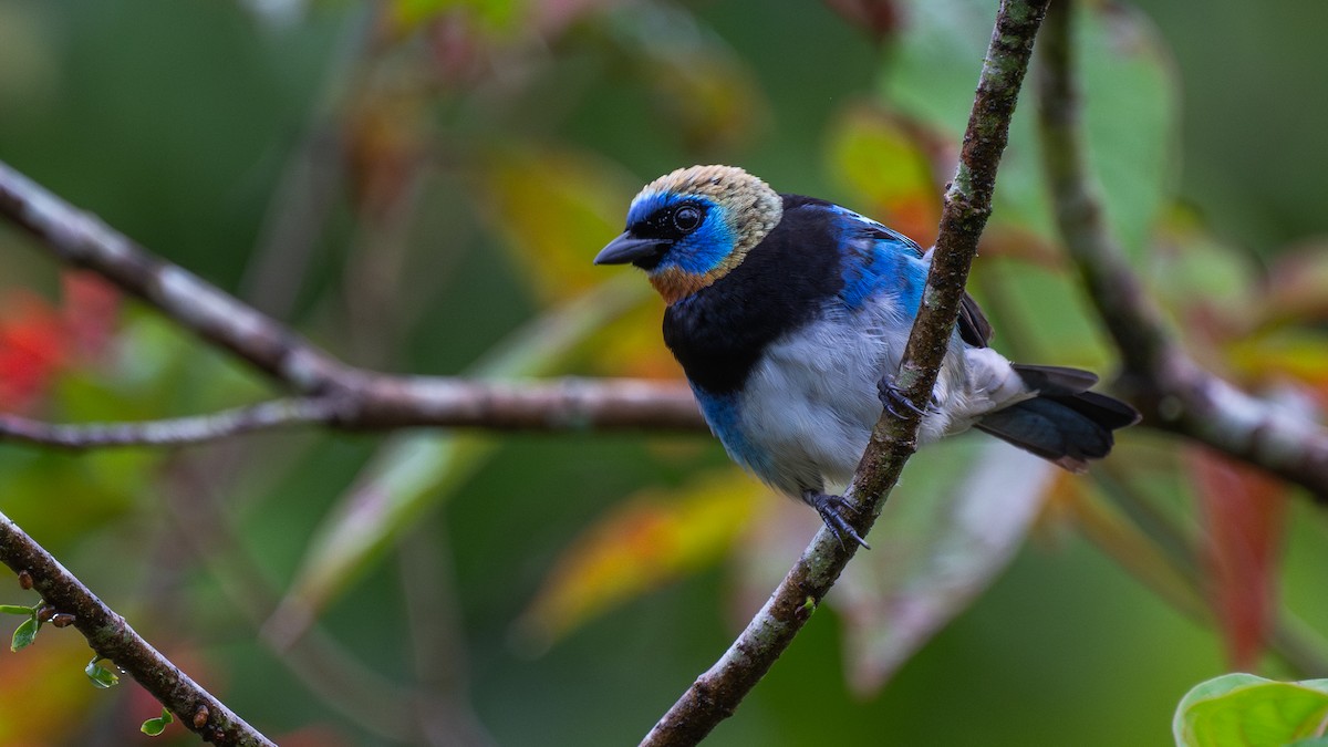Golden-hooded Tanager - ML645574371