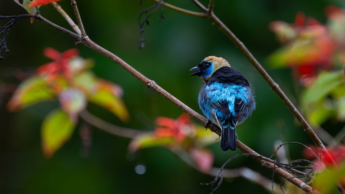 Golden-hooded Tanager - ML645574372