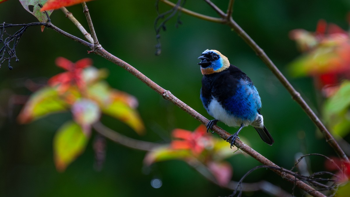 Golden-hooded Tanager - ML645574373