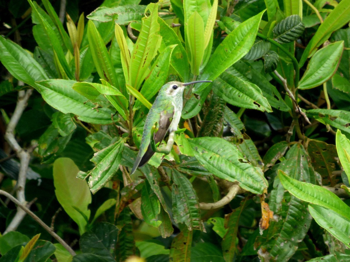 White-tailed Goldenthroat - ML645574375