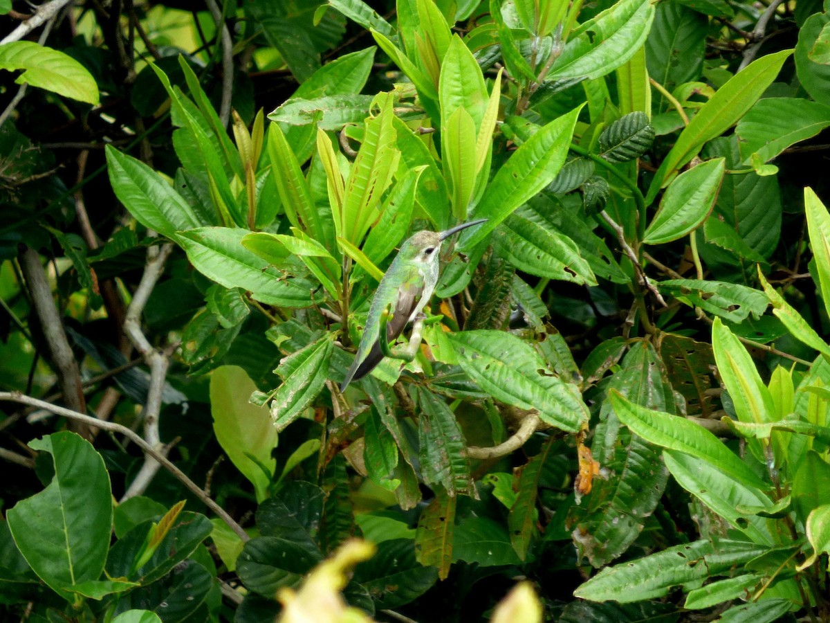 White-tailed Goldenthroat - ML645574376