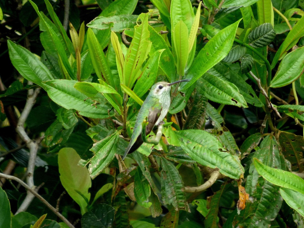 White-tailed Goldenthroat - ML645574377