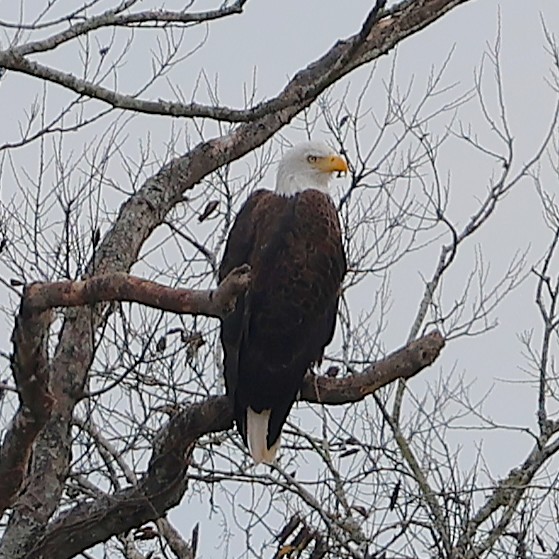 Pygargue à tête blanche - ML645574378