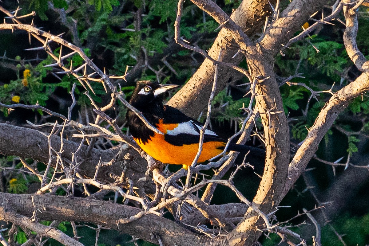 Venezüela Turpiyalı - ML645574379