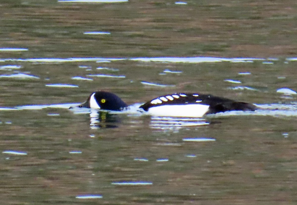 Barrow's Goldeneye - ML645574383