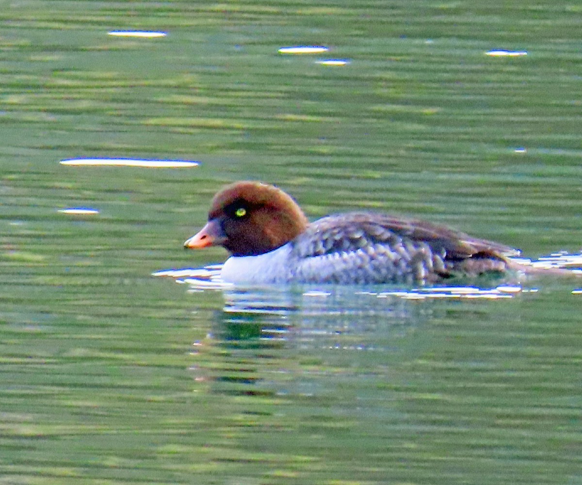 Barrow's Goldeneye - ML645574384