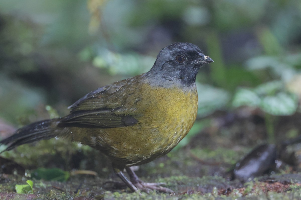 Пасовник великоногий - ML645574385