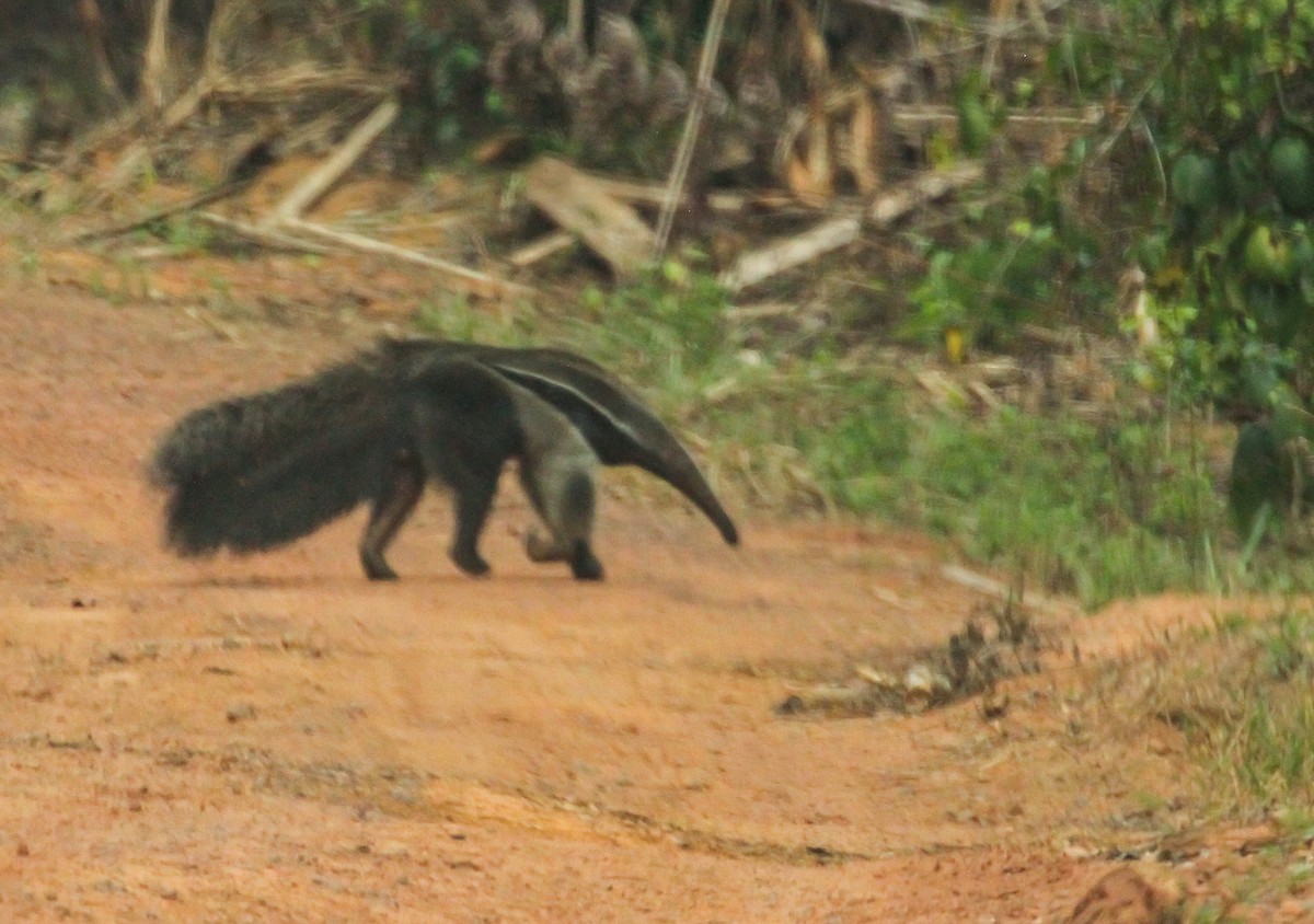 Giant Anteater - ML645574389