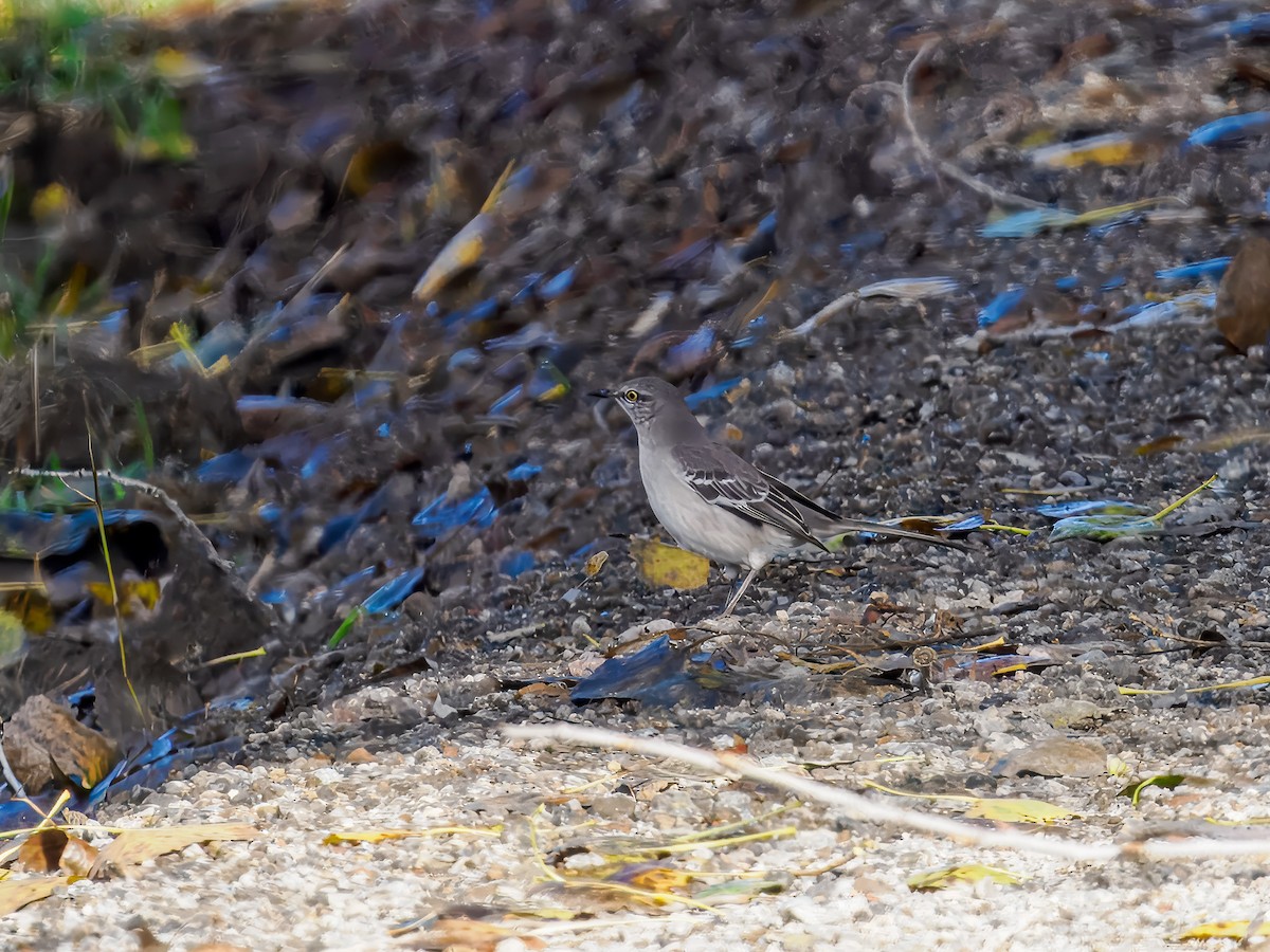 Northern Mockingbird - ML645574394