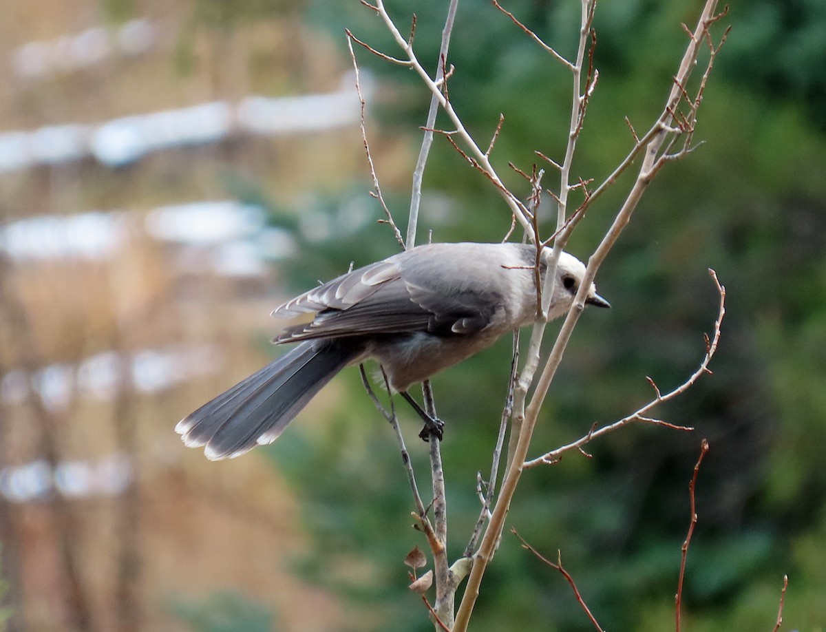 Canada Jay - ML645574422