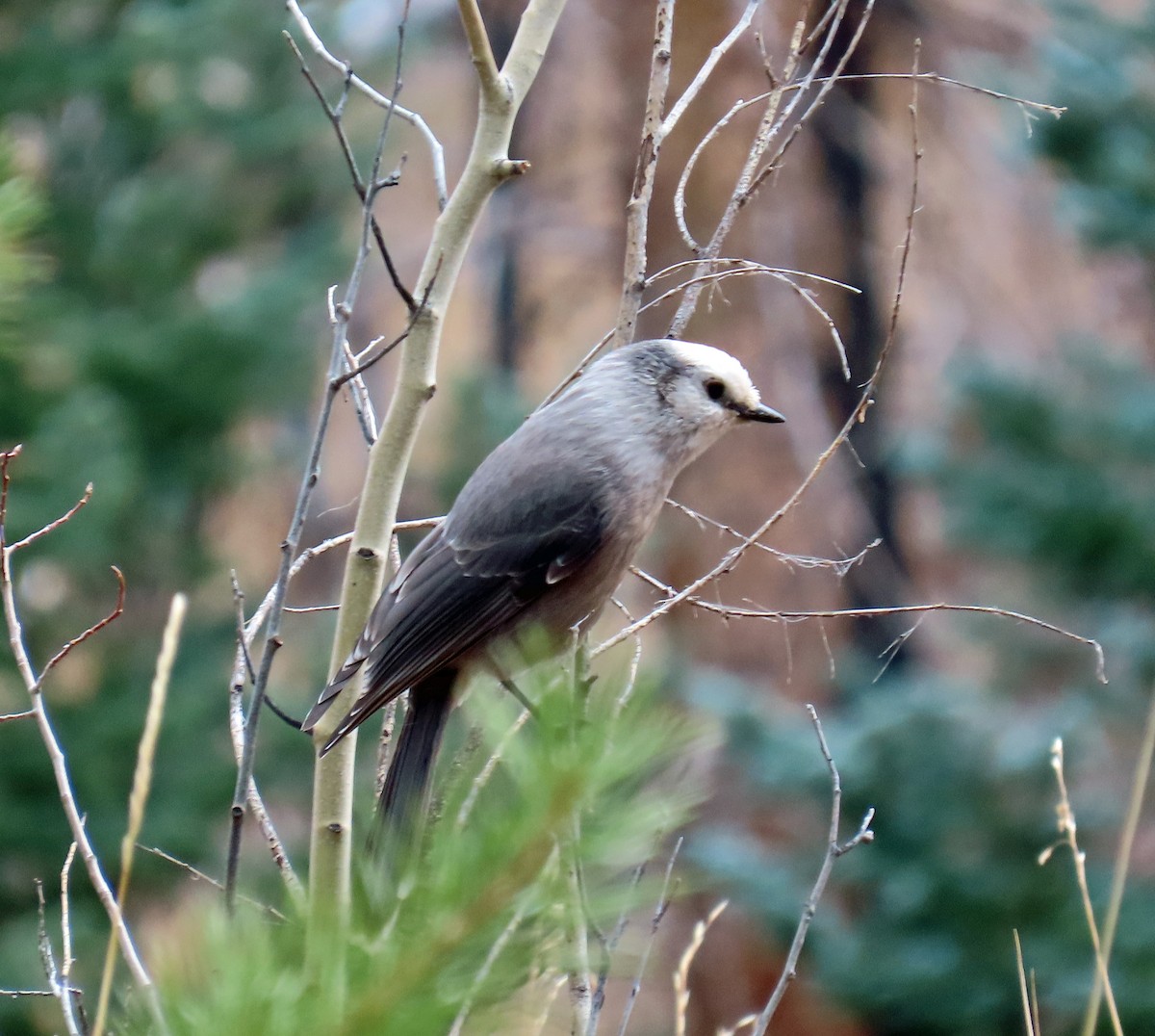 Canada Jay - ML645574423