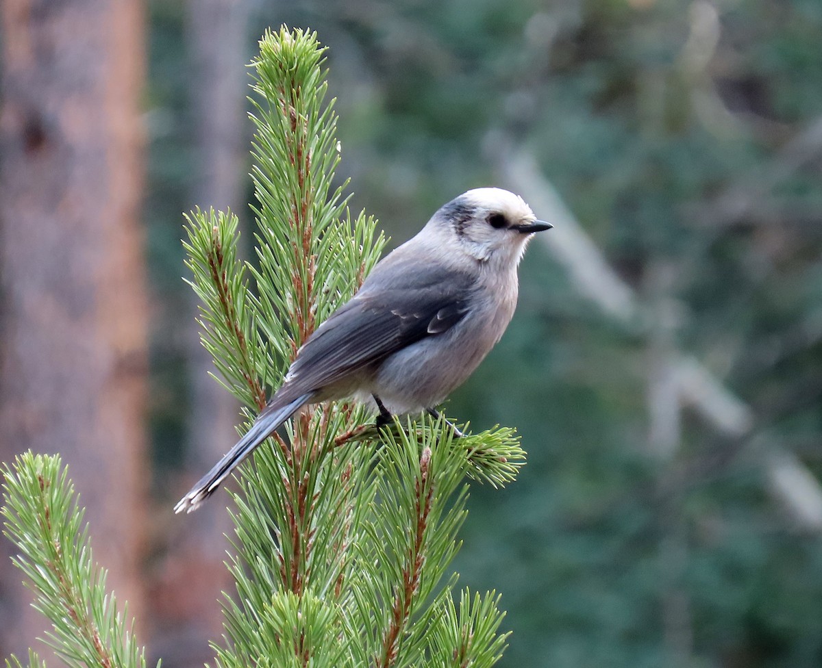 Canada Jay - ML645574424