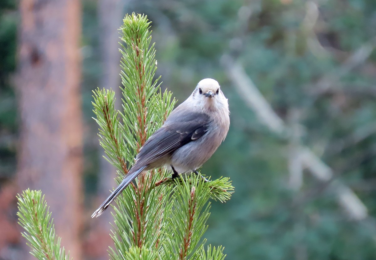 Canada Jay - ML645574425