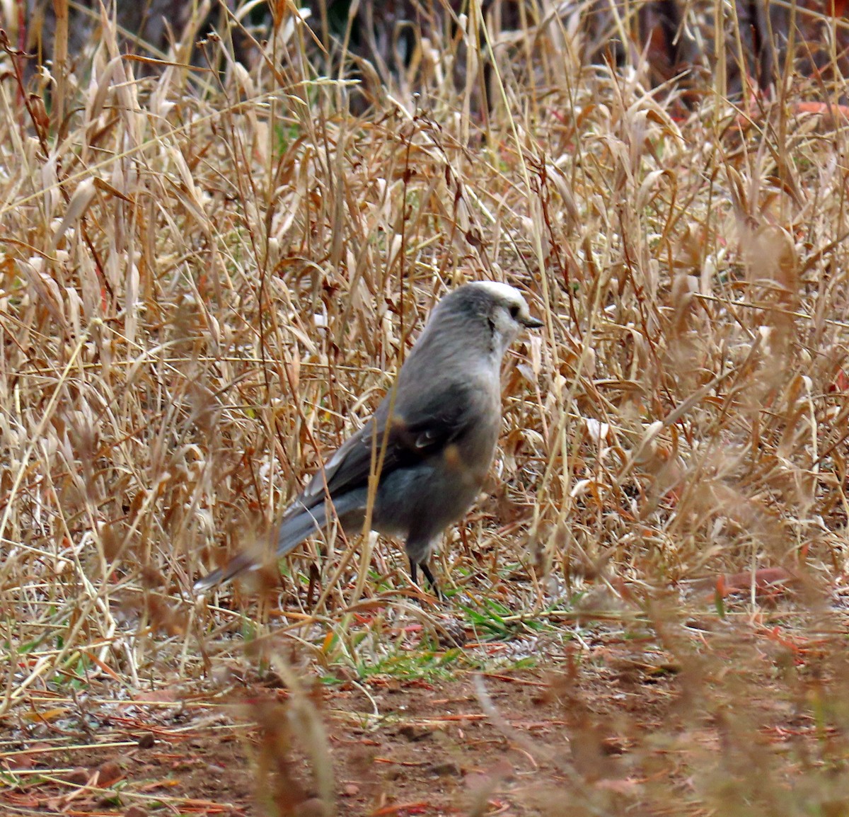 Canada Jay - ML645574428