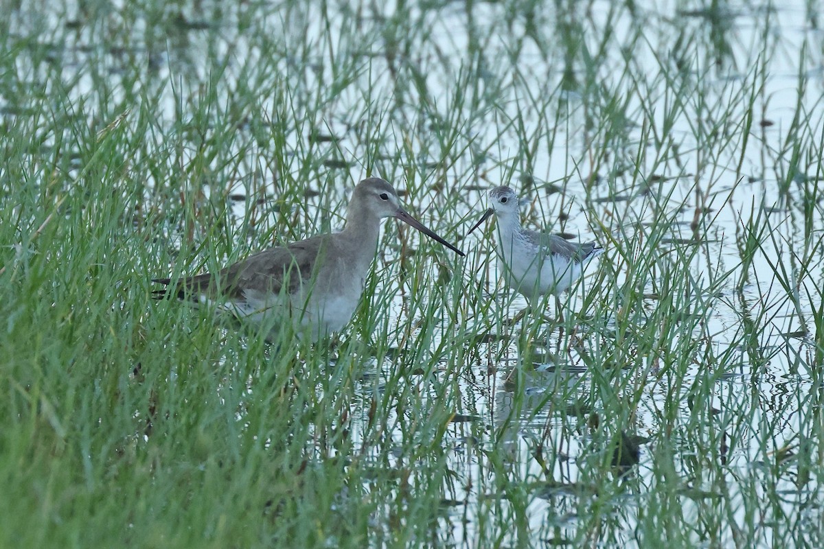 לימוזה מצויה - ML645574431