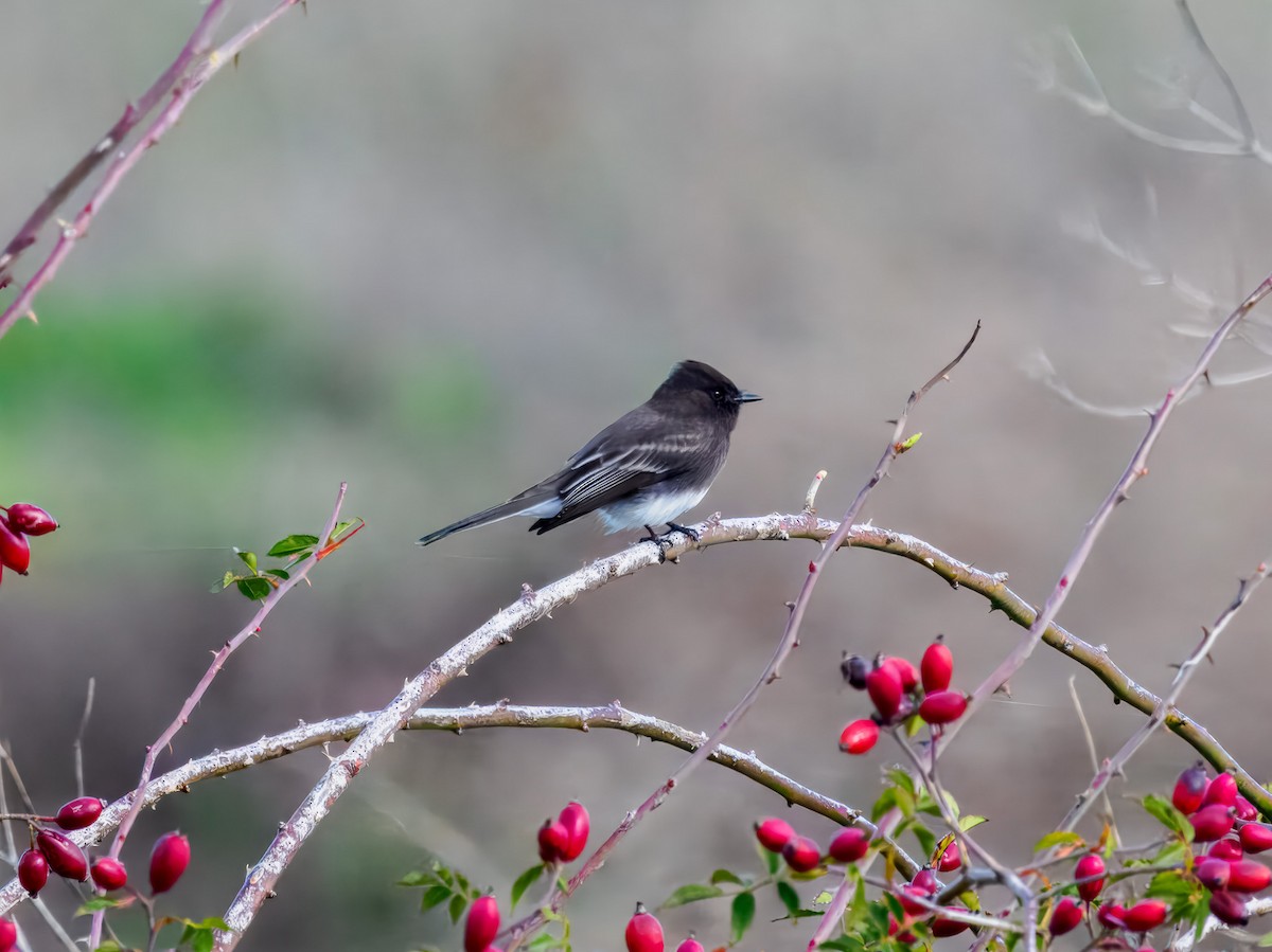 Black Phoebe - ML645574432