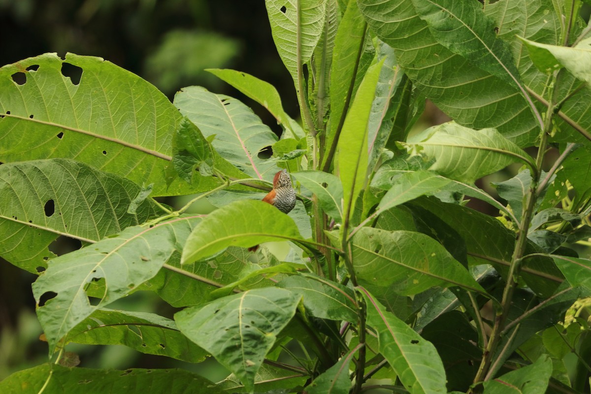 Bar-crested Antshrike - ML645574433