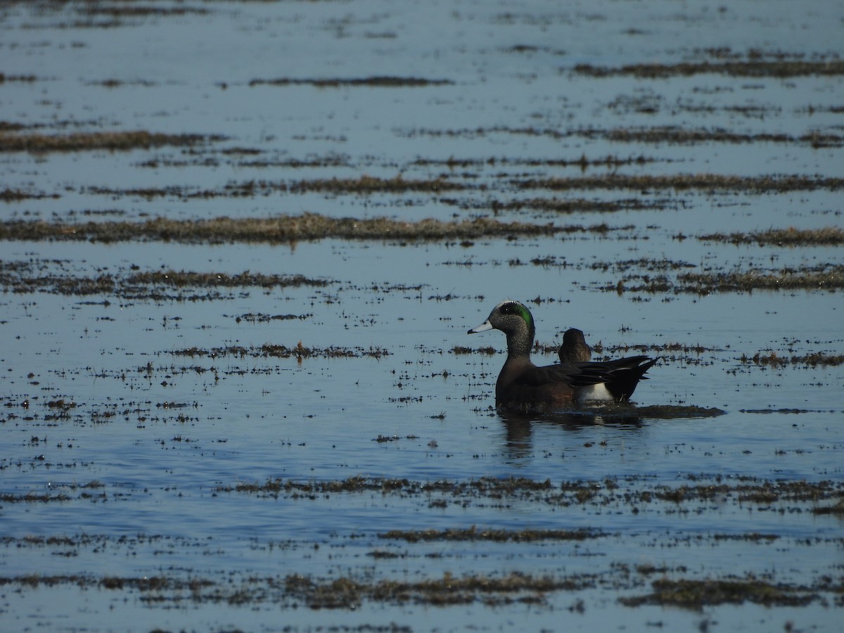 ברווז אמריקני - ML645574434